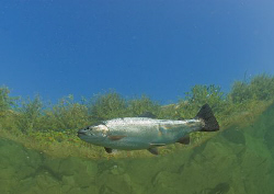 Rainbow trout.
Capernwray.
10.5mm. by Mark Thomas 